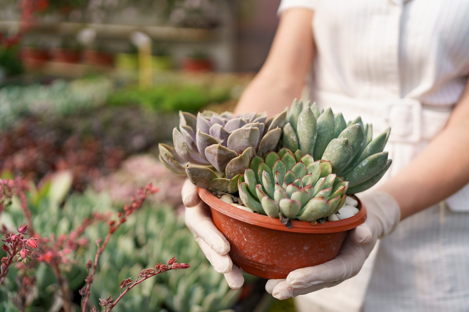 Jardinagem prática: como cuidar de suculentas corretamente ...